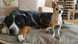 Dexter & Cricket