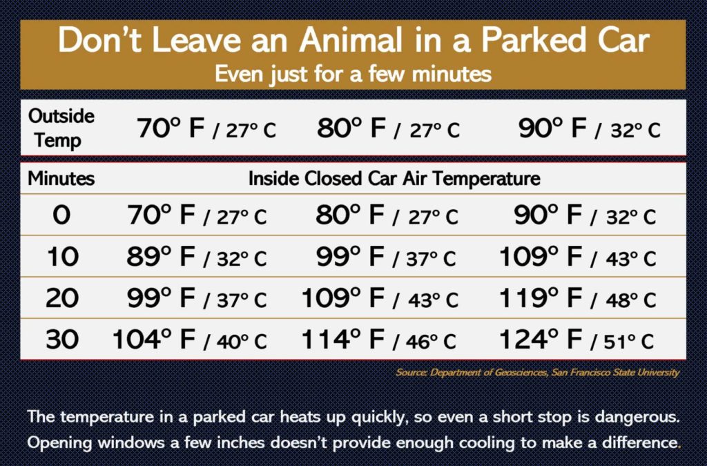 Keep your pet cool in hot weather. Don't leave them alone in a car.
